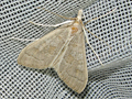 Mecyna asinalis